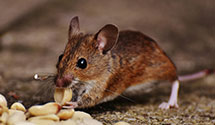 24 Hour & Emergency Exterminators in Brighton, CO